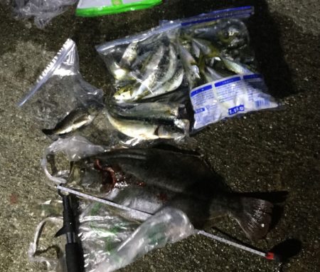 サビキでヒラメ